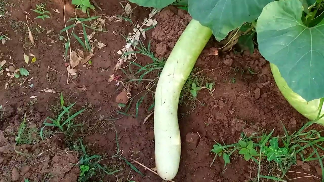 vesai channe🌶️🌶️🌶️