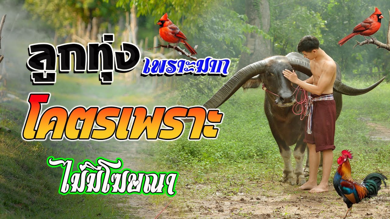 ลูกทุ่งเพราะมาก : ลูกทุ่งเพื่อชีวิตโคตรเพราะ ฟังต่อเนื่องหลายเพลง ไม่มีโฆษณา
