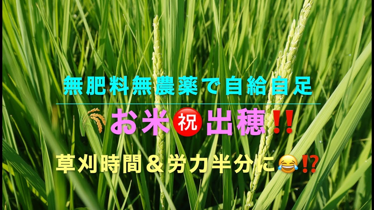 無肥料無農薬で自給自足　🌾お米㊗️出穂‼️ 草刈時間＆労力半分に⁉️😂  ５月中旬に田植えした稲の出穂が確認できました。また、刈り払い機のヘッドを変えたら草刈りが楽チンちんに！