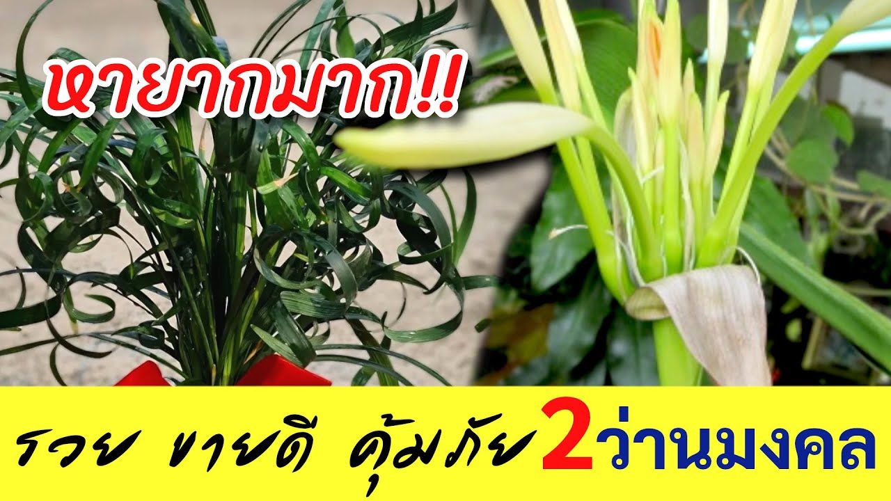 2 ว่านเศรษฐี มีแล้วร่ำรวย ว่านมงคล ไม้ประดับมงคล เสริมดวงเสริมบารมี เมตตามหานิยม ป้องกันภัย ค้าขายดี