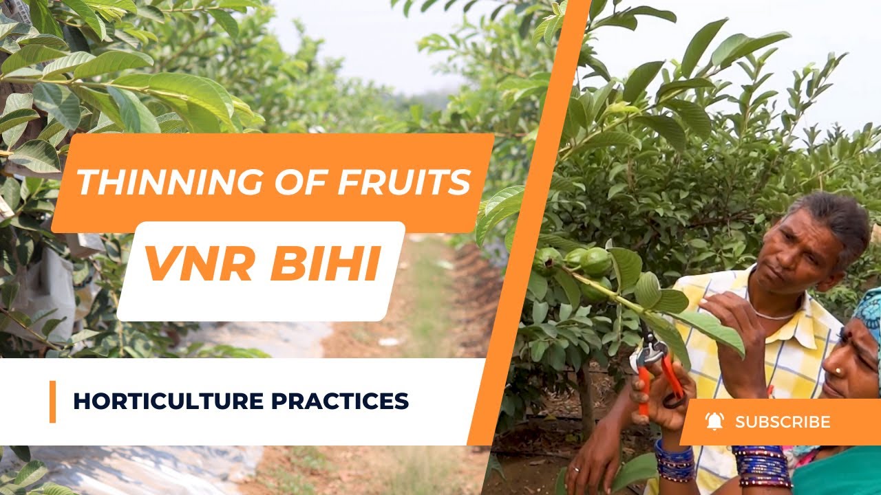 पौधे पर फल संख्या कम करना/ Thinning of Fruits in VNR Bihi - Guava