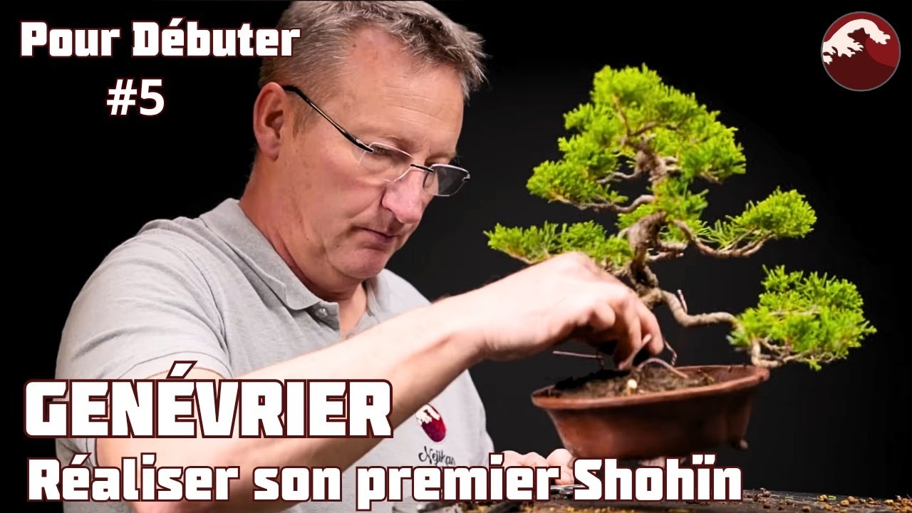 Je fais un Shohïn avec avec une bouture de Genévrier Itoïgawa. Épisode 5 🌱 NEJIKAN BONSAI 🌱