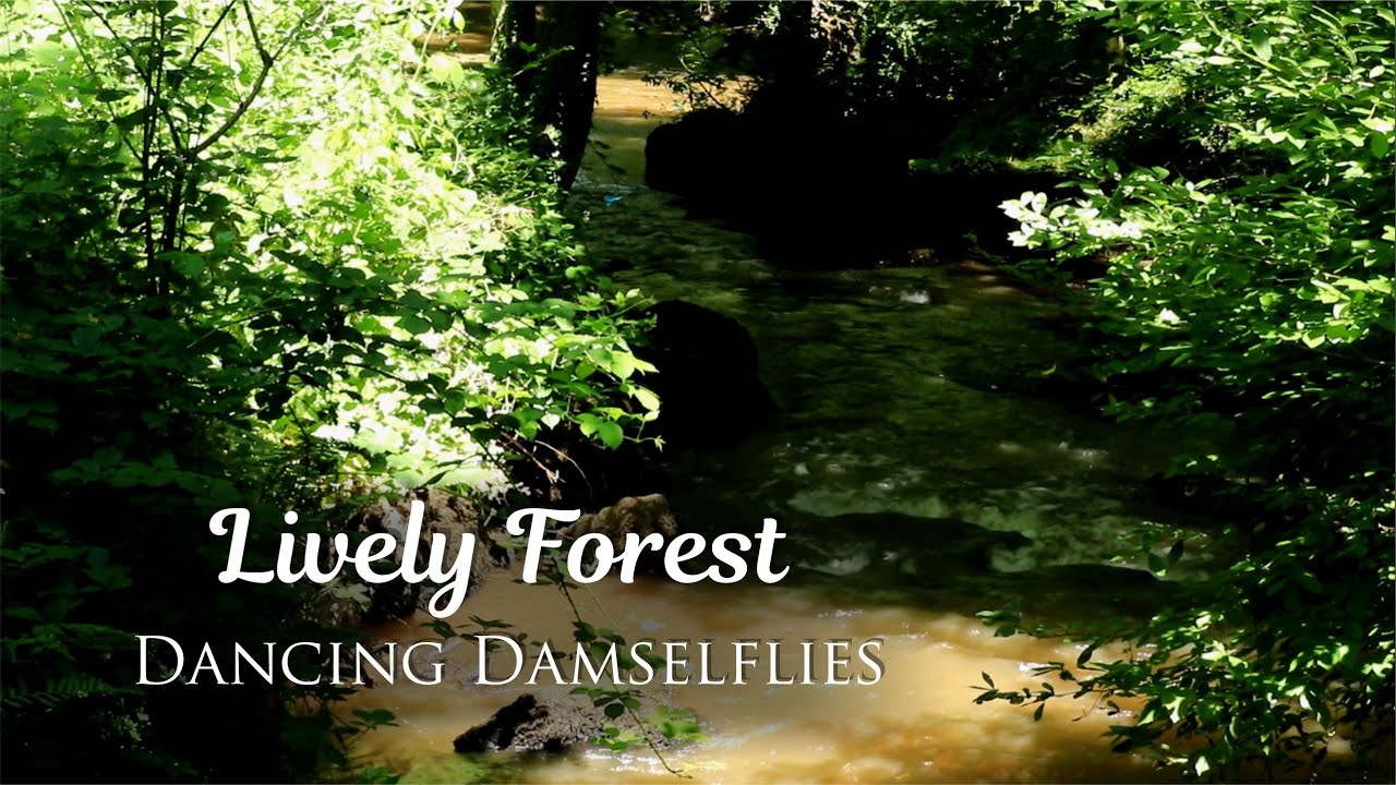 Forest River Flowing Water Sounds (Dancing Dragonflies) | Calm Ambience for Relaxation, Meditation