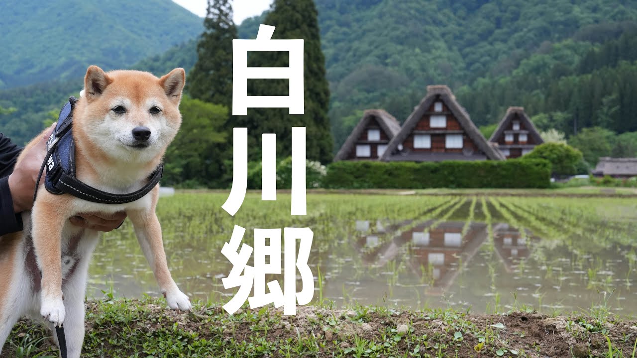 【犬とお出かけvlog】世界遺産白川郷 合掌造りの集落をおさんぽ（岐阜）
