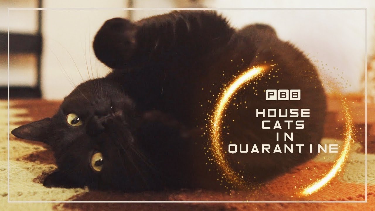 A Day In The Life of my Cats in Quarantine... but it's a Nature Documentary