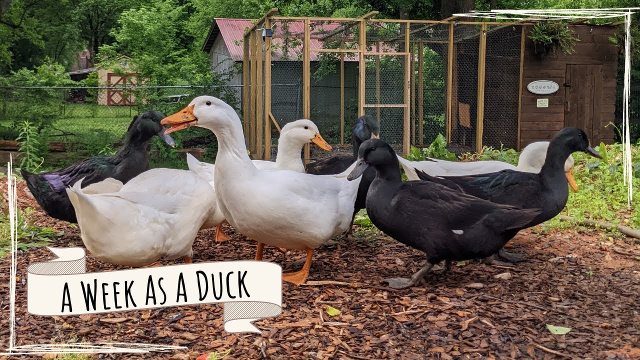 A Week In The Life Of Backyard Ducks ~ Homesteading