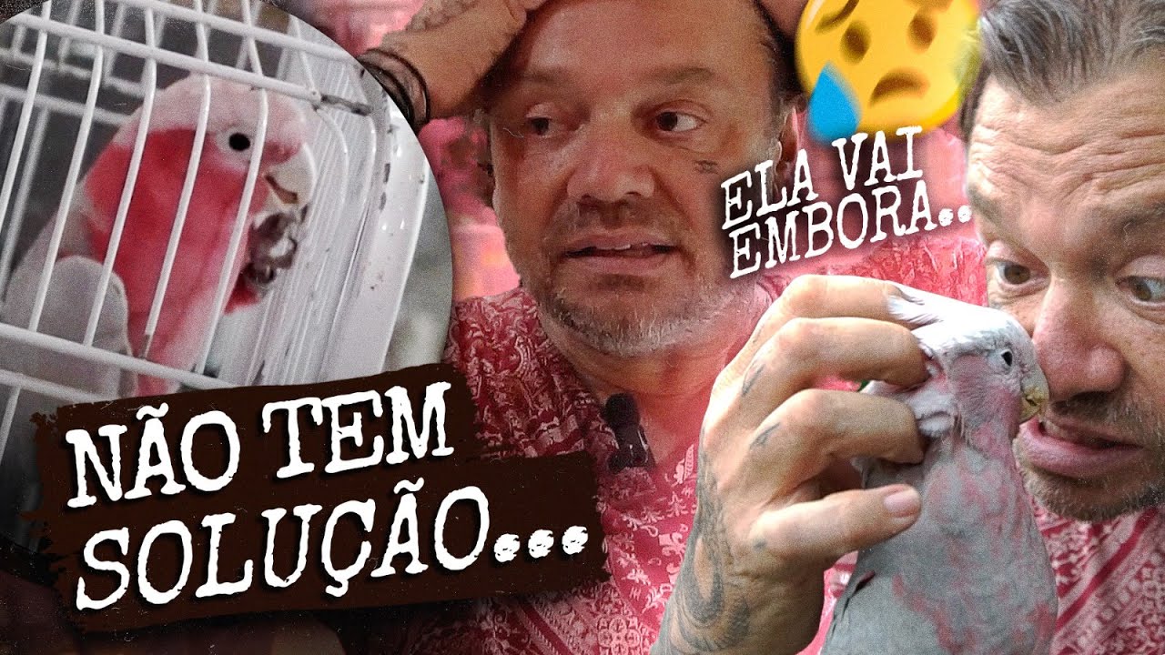 ESSA CACATUA ODEIA TODO MUNDO DA CASA DOS BICHOS!