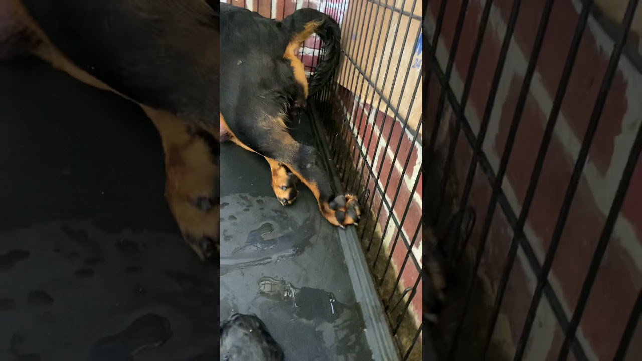 Rottweiler giving birth