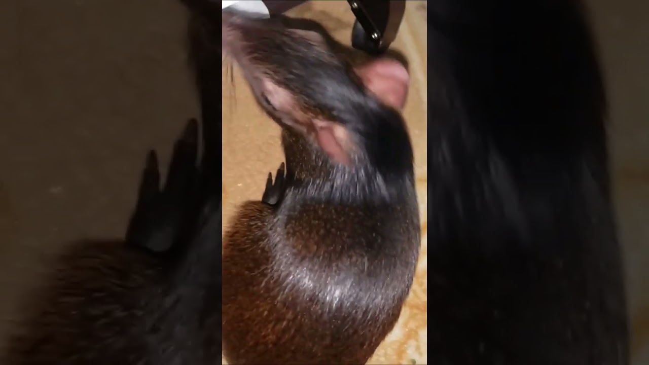 The smartest pet agoutis! #animals #pets #smartanimals #agoutis