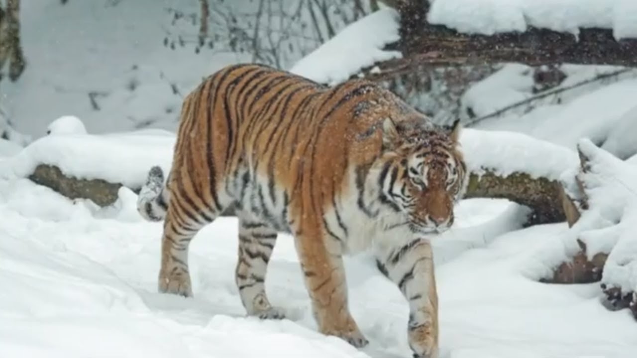 TIGRE SIBERIANO é o maior tigre existente no mundo | Natureza Viva