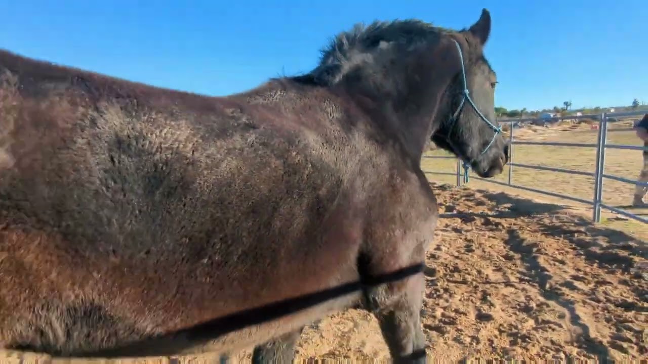 Purebred Percheron Mare for sale 