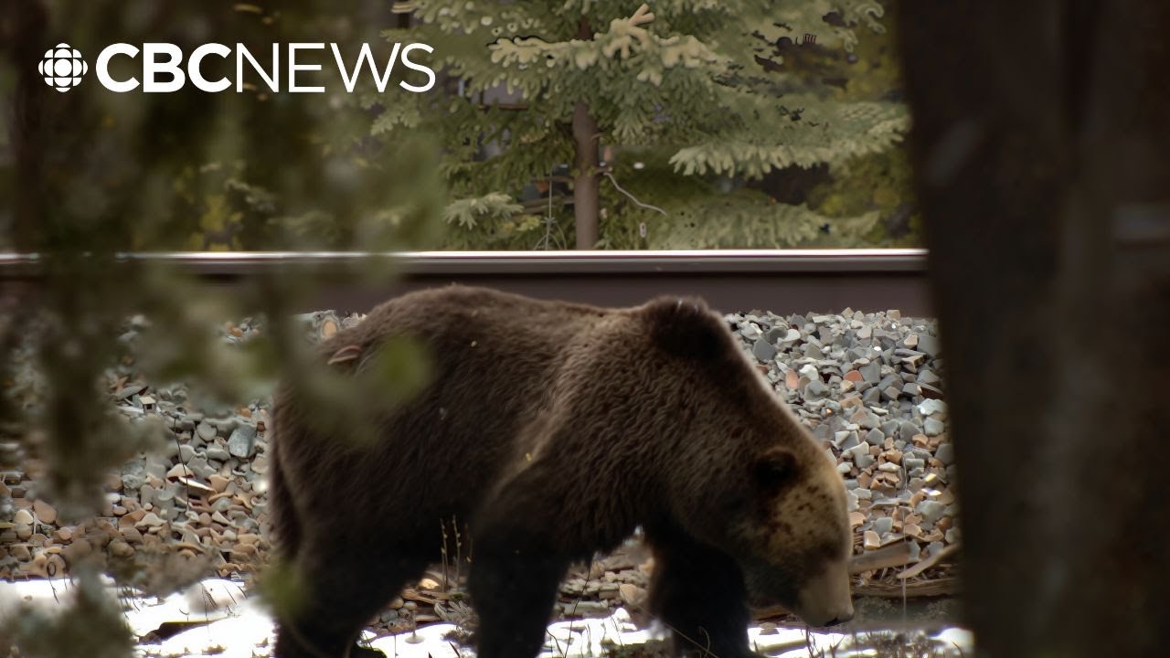 Trains kill 3 grizzlies so far this year in Banff National Park