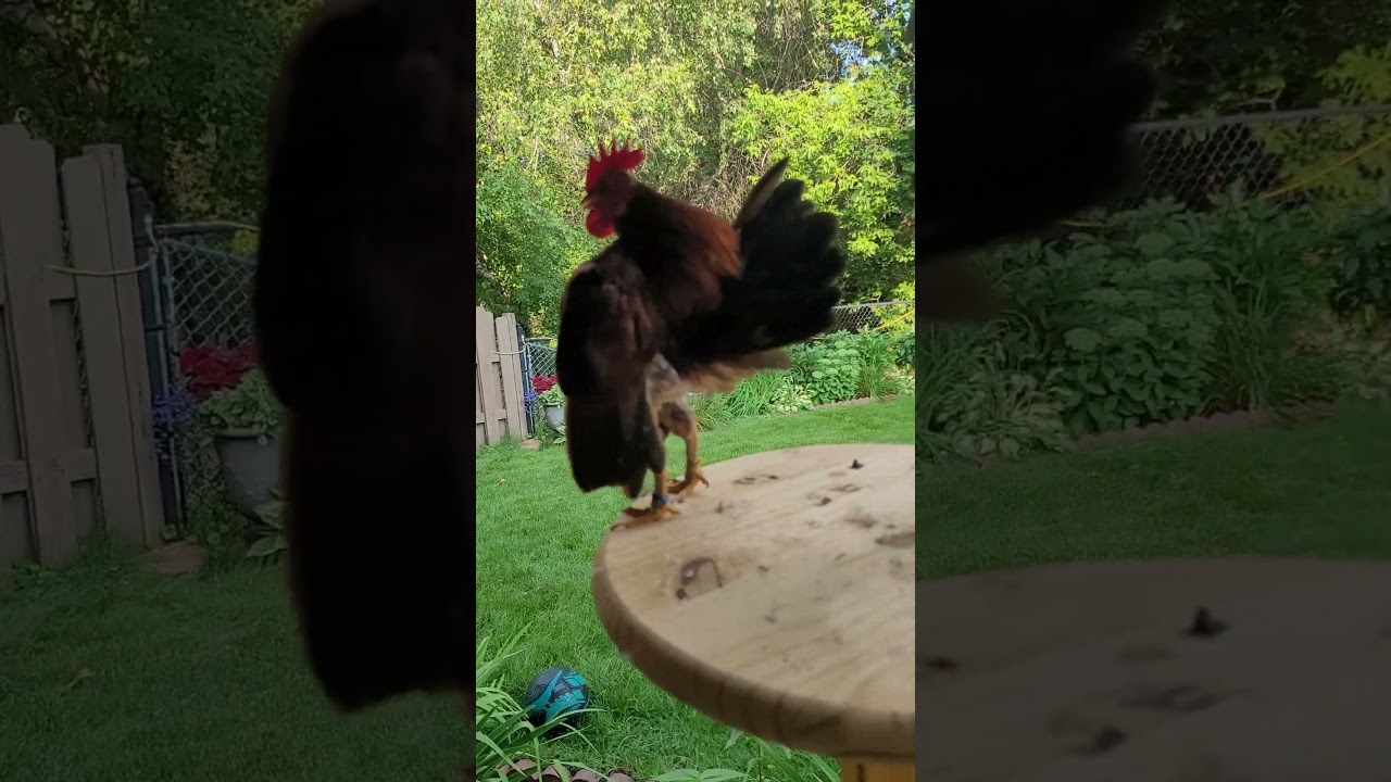 malaysian serama chicken