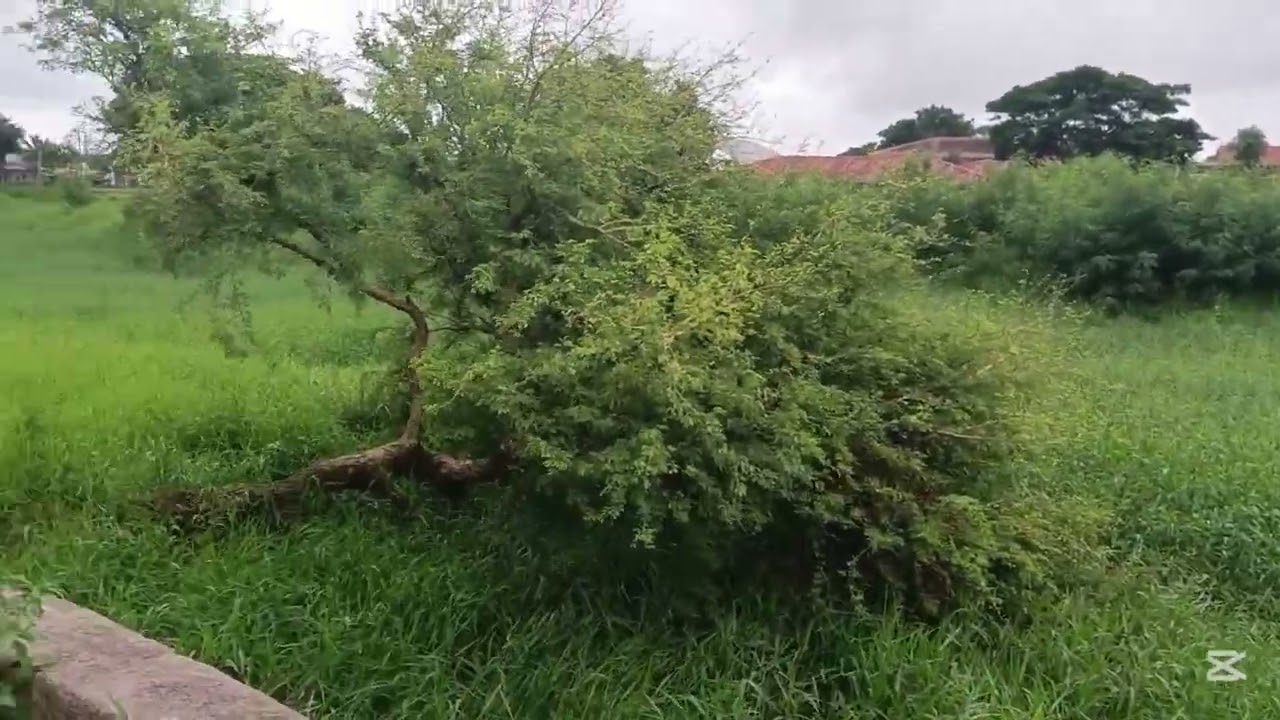 La plaza de Armas Pampa de la Isla está como una selva.