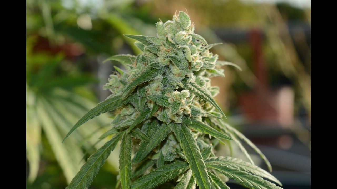 Royal Queen Seeds - Green Gelato timelapse