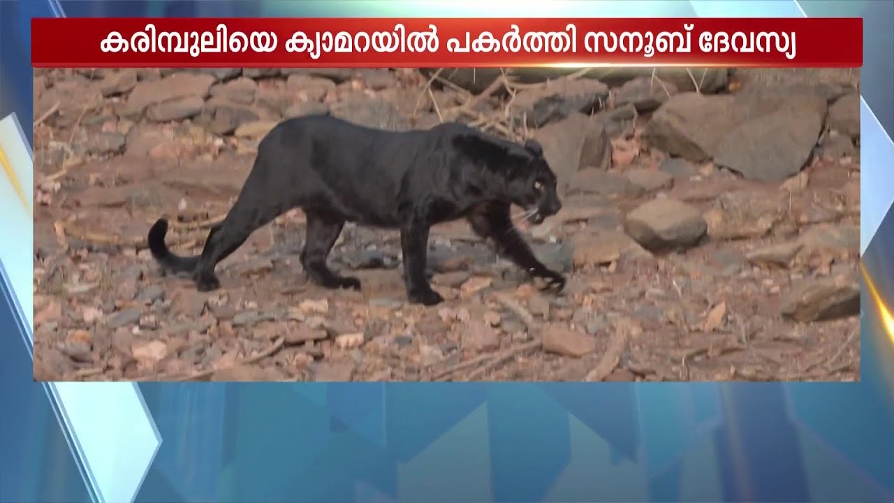ദി പെർഫെക്ട് ഷോട്ട്! കരിമ്പുലിയുടെ വന്യതയെ ക്യാമറയിൽ പകർത്തി കണ്ണൂർ സ്വദേശി | Black Panther