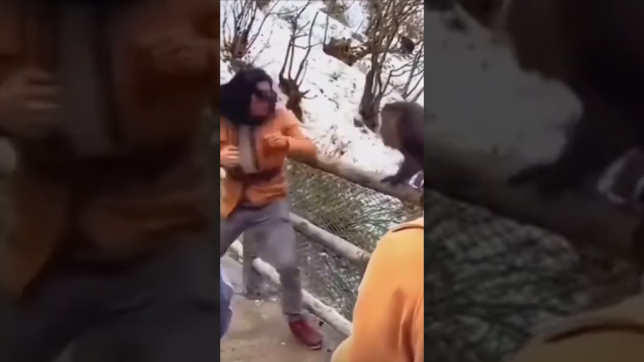 Asian man vs monkey