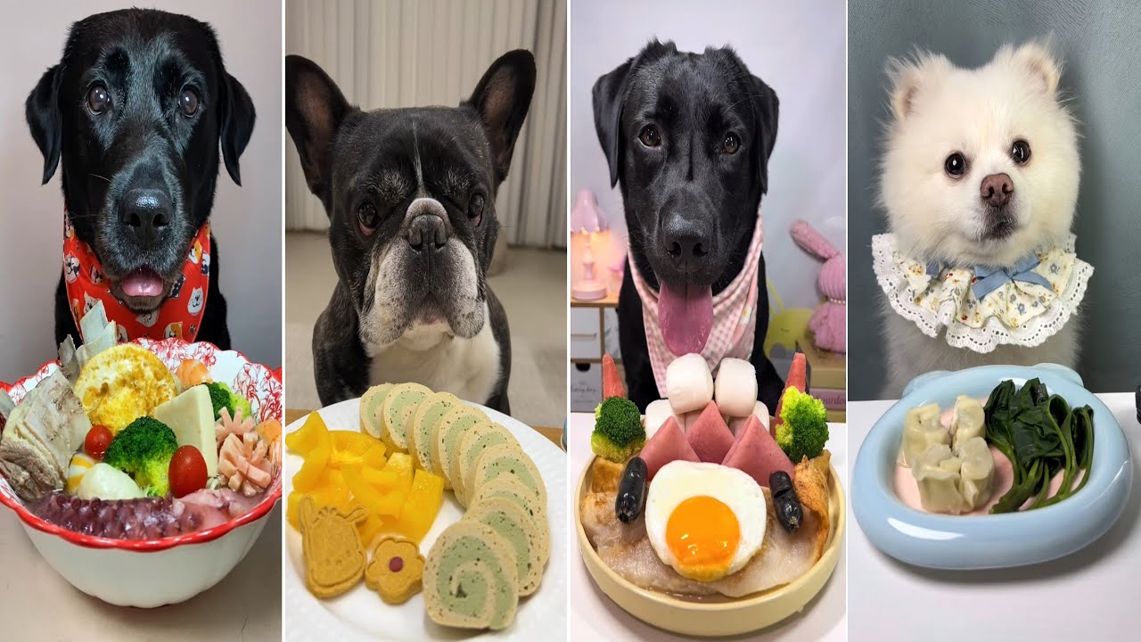French Bulldog vs Black Labradors vs Pomeranian – Who Won the Ultimate Dog Food Challenge?