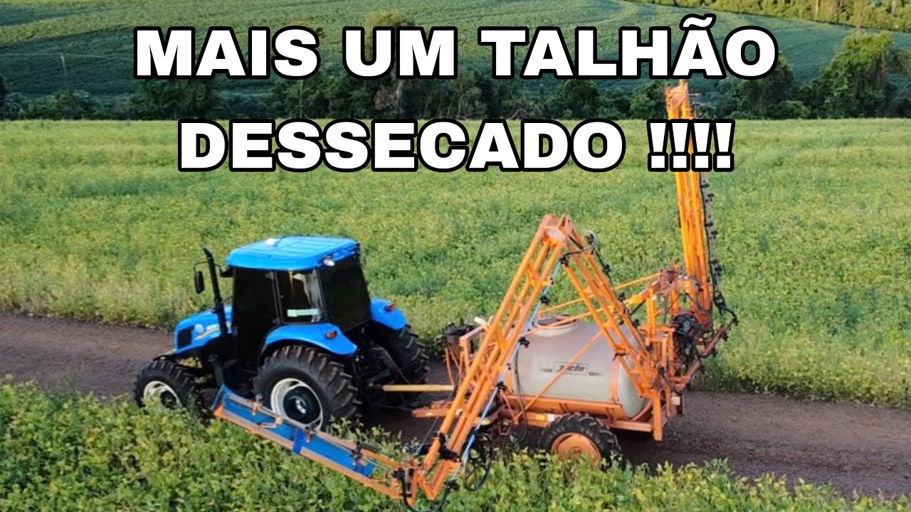 Mais um talhão dessecado !! Logo tem colheita !!