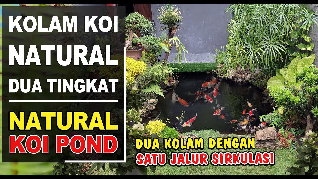 NATURAL POND‼️Kolam Koi Natural Dua Tingkat⁉️