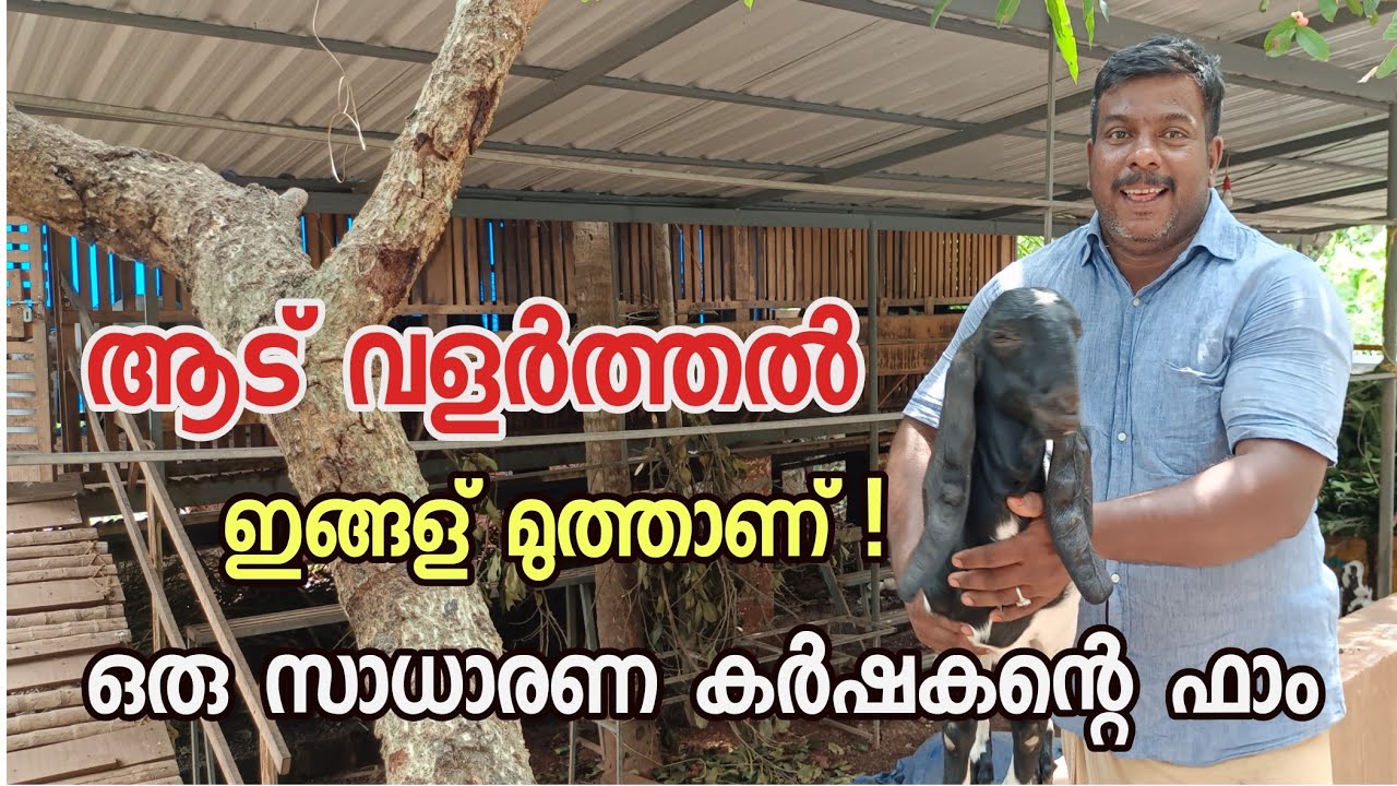 ആട് വളർത്തൽGoat farming Malayalam|goat farm Malappuram|goat farm in kerala|