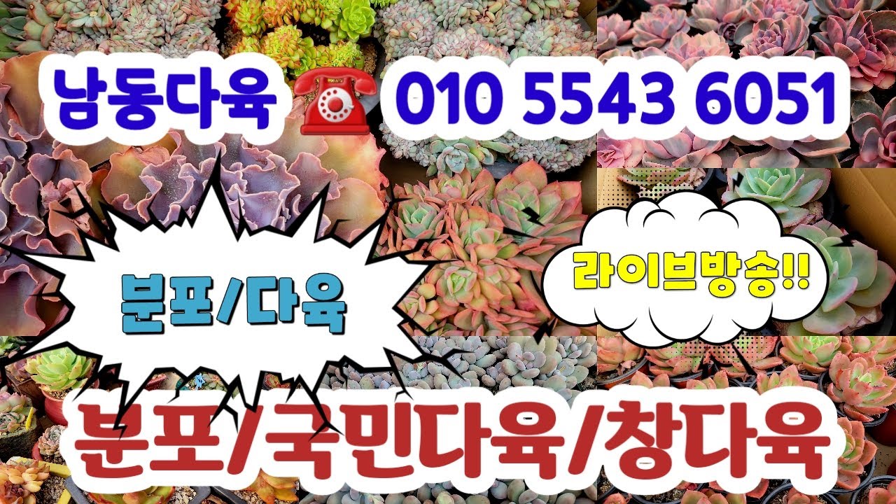 남동다육 ☎️010 5543 6051국산/수입/부자재 /국민다육#초보다육#다육쇼핑