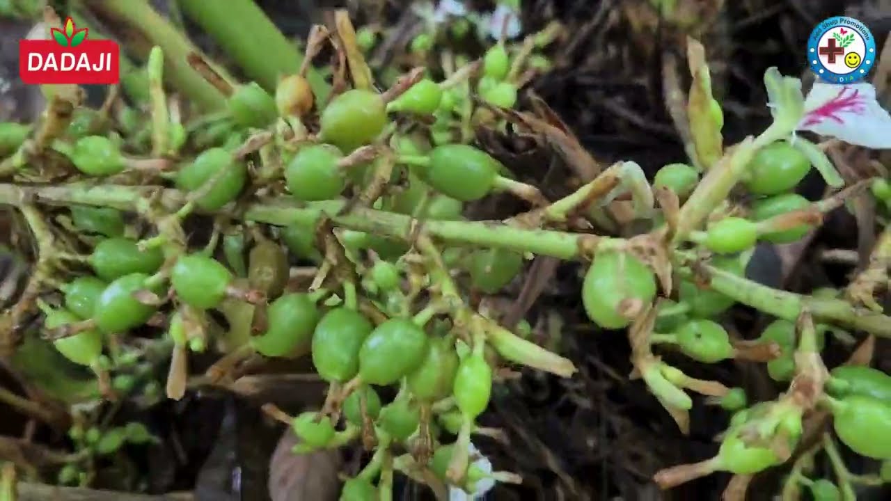 വളം നന്നായാൽ ഏലവും നന്നാകും | ഇടുക്കി | If the fertilizer is good, the cardamom will also be good.