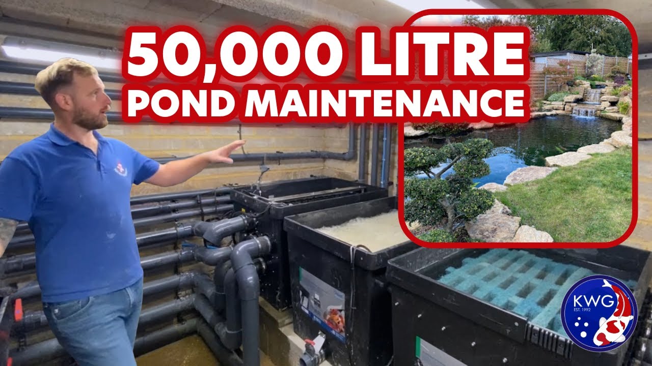 Koi Pond Maintenance EXPERT Shares Top Tips
