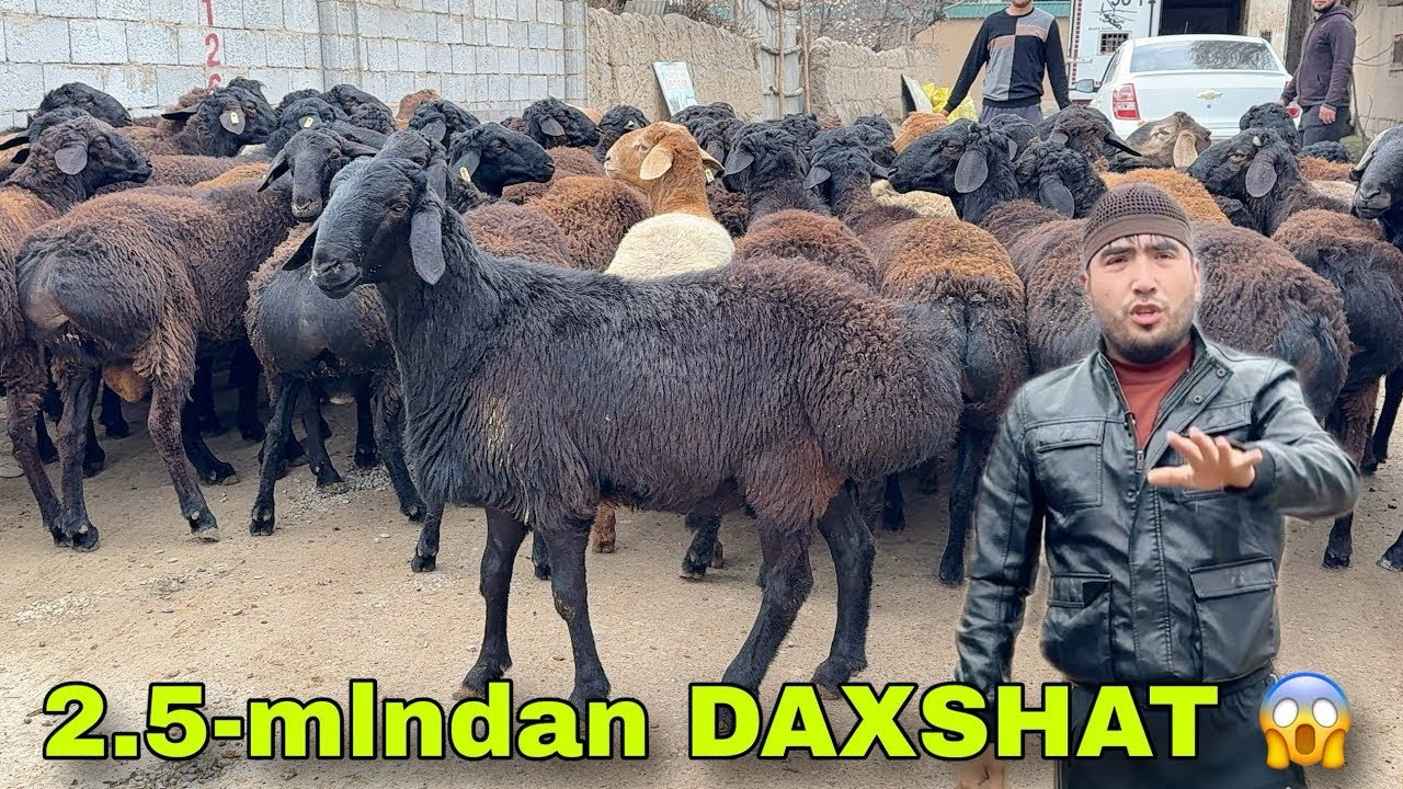 🔥2.500dan Daxshat 😱 katta qozilar va yirik qochqorlar taroziga ham 🫢