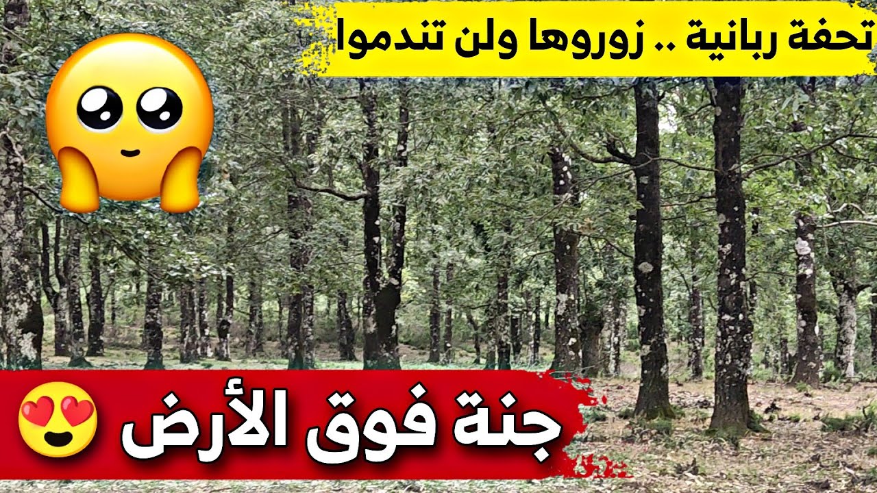 غابة الزان ببلدية بوراوي بلهادف ولاية جيجل قبلة لعشاق السياحة الجبلية .. شاهدوا