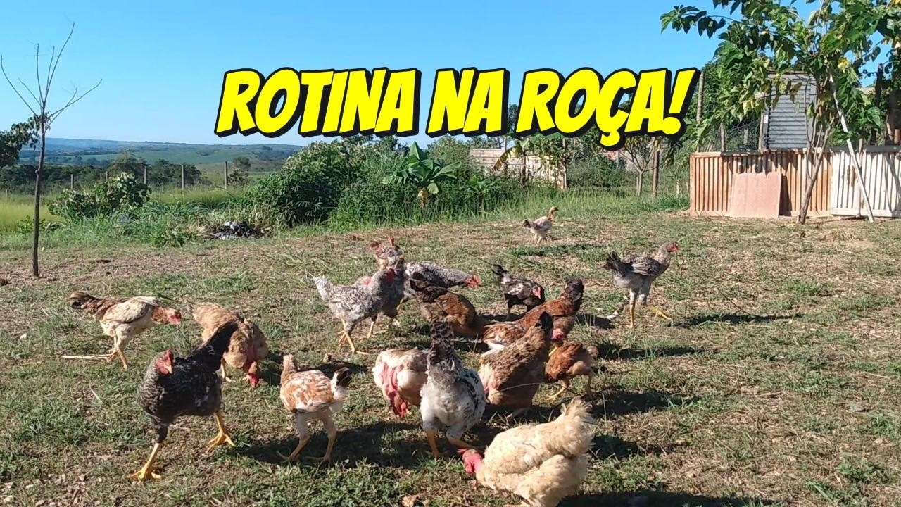 SÍTIO DO ZERO | Bem-vindos ao Viemos Pra Roça!🌿 Adubação de Morangos e Novo Piquete Das GALINHAS!