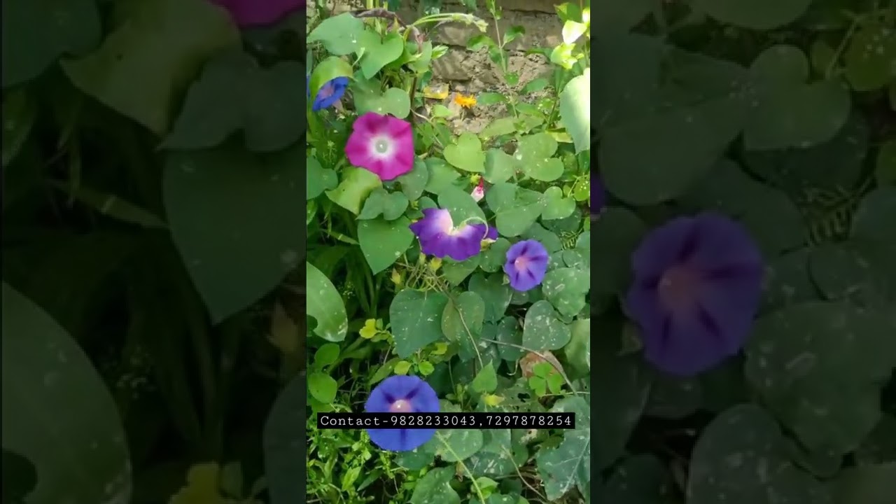 Best flower of dianthus baby doll