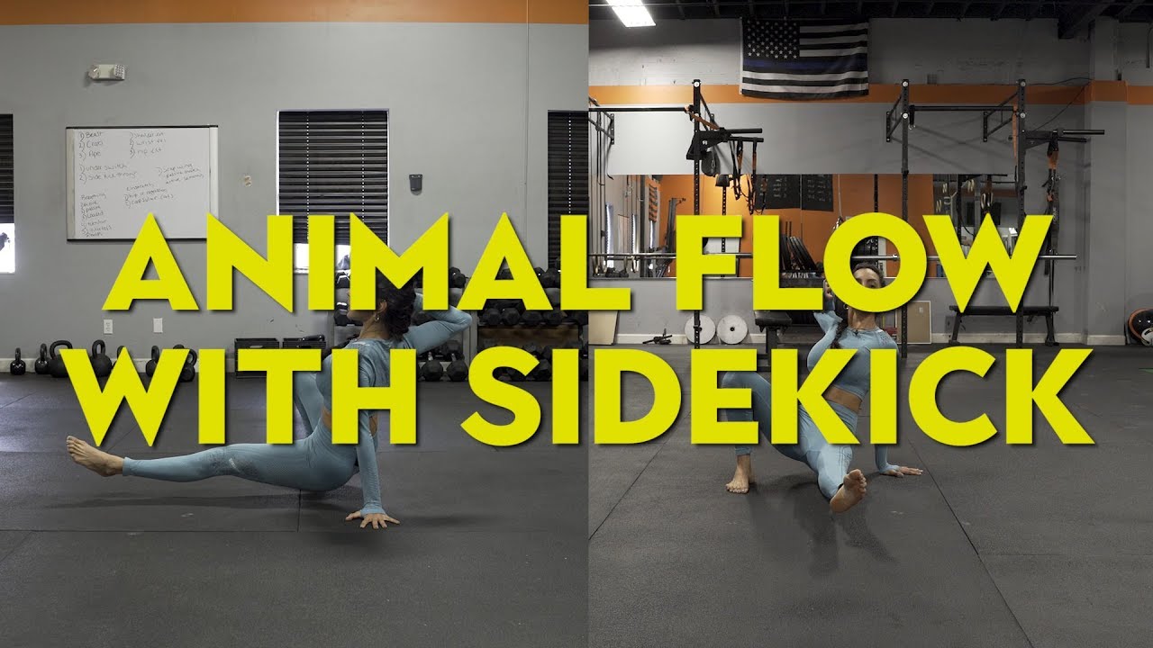 Animal Flow with Sidekick (Intro)