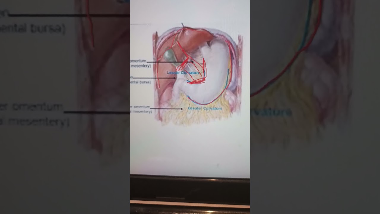 Liver, lesser omentum,lesser curvature, lesser sac, ligamentum  venousum  and the alphabet 