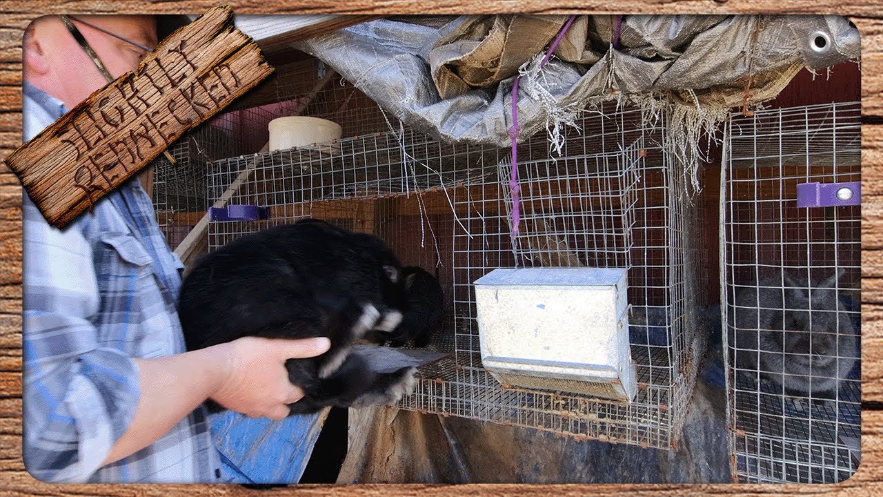 I Finally Got My Rabbits To Breed