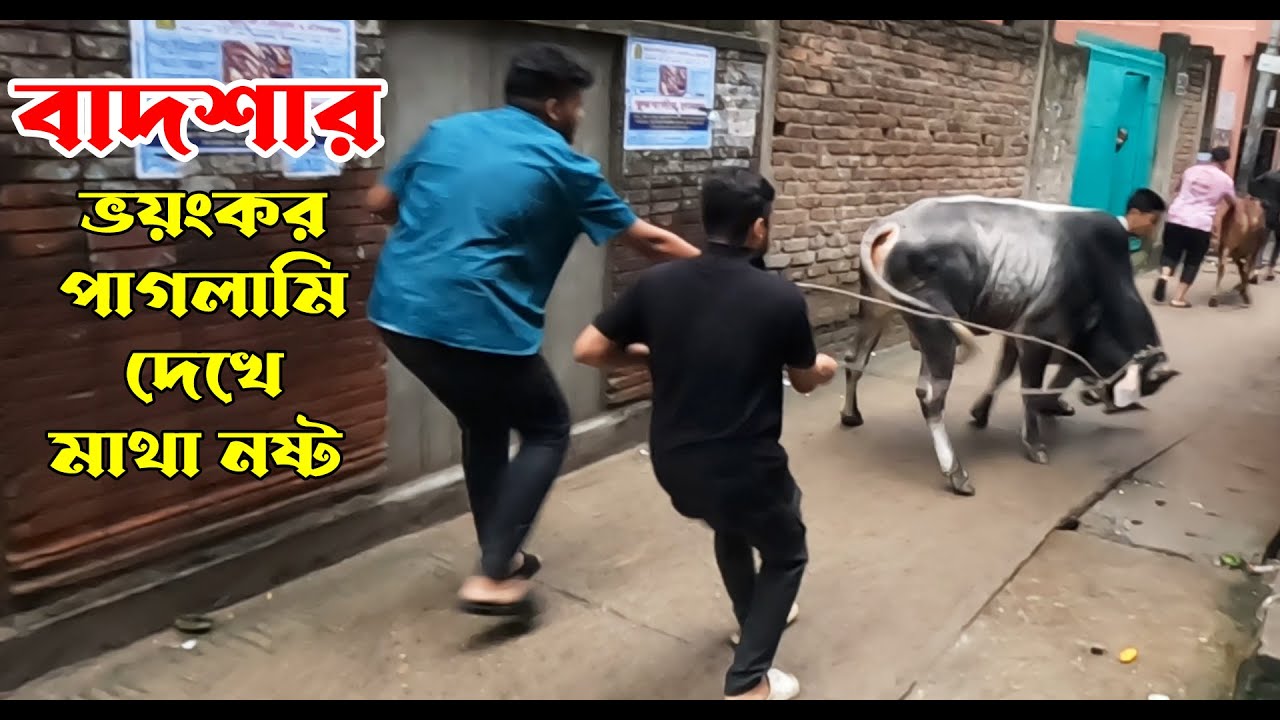 বাদশার ভয়ংকর পাগলামি দেখে আমাদের সবার মাথা নষ্ট | Pagla Goru | Qurbani cow update | Cow Video