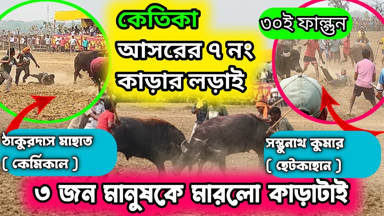 ৩০ই ফাল্গুন কেতিকা আসরের ৭নং কাড়ার লড়াই || ৩ জন মানুষকে মারলো কাড়াটাই 😱😭#কাড়া_লড়াই #kara_lorai 