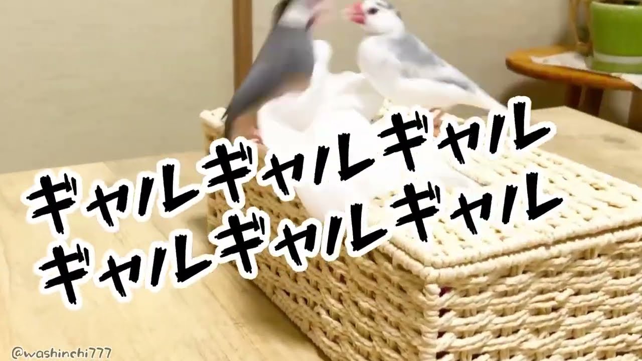 家族のご紹介　桜&白文鳥