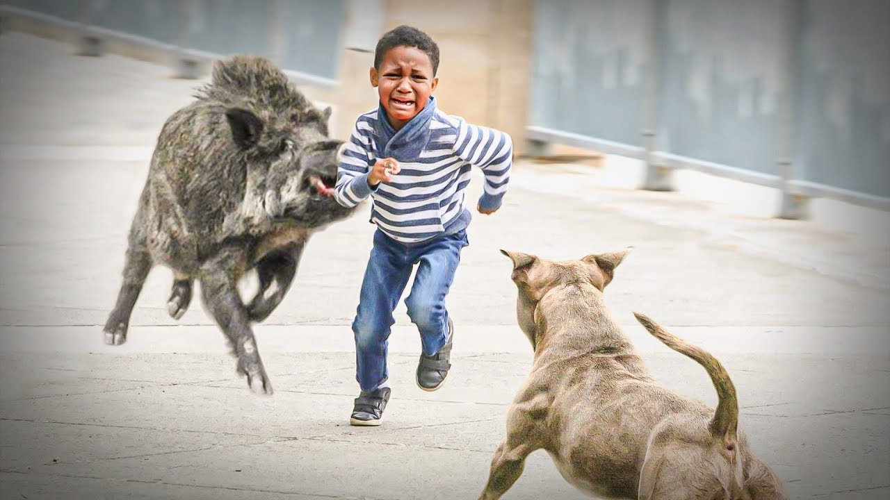 Heldenhafte Tiere, Die Gefilmt Wurden! Tiere Helfen Menschen!