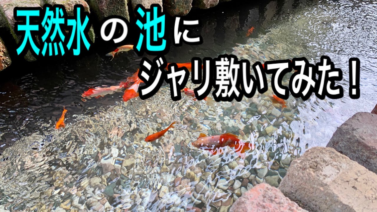 【天然水100%の池】砂利を敷いてみた！！