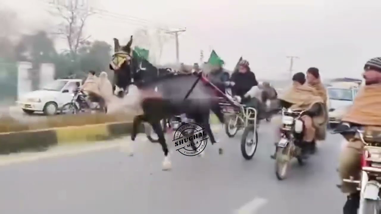 Lal Pari Vs Charsi Malang Horse Race 11 January 2026 || Tanga Race || #horse #trending #viral 