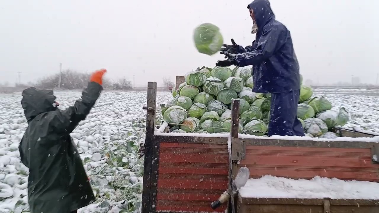Lahana Hasadı.Cabbage Harvest #lahana #bafra #hasat#türkiye #samsun #cabbage #hardwork 