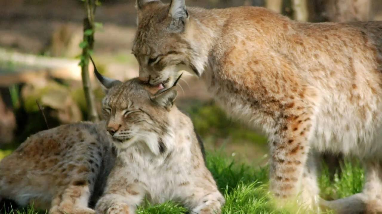 Farming Today: Rewilding Debate