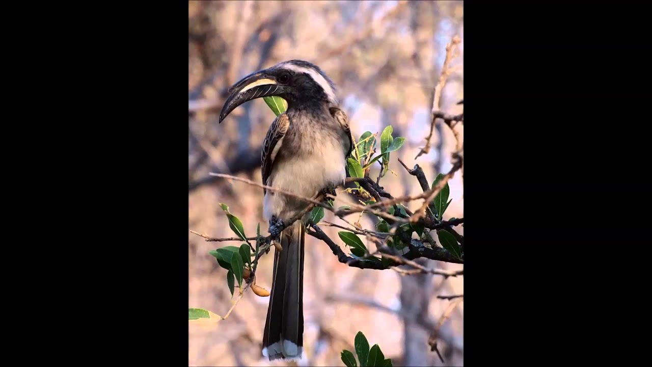 Lion King (Circle of Life)  with Real Animals