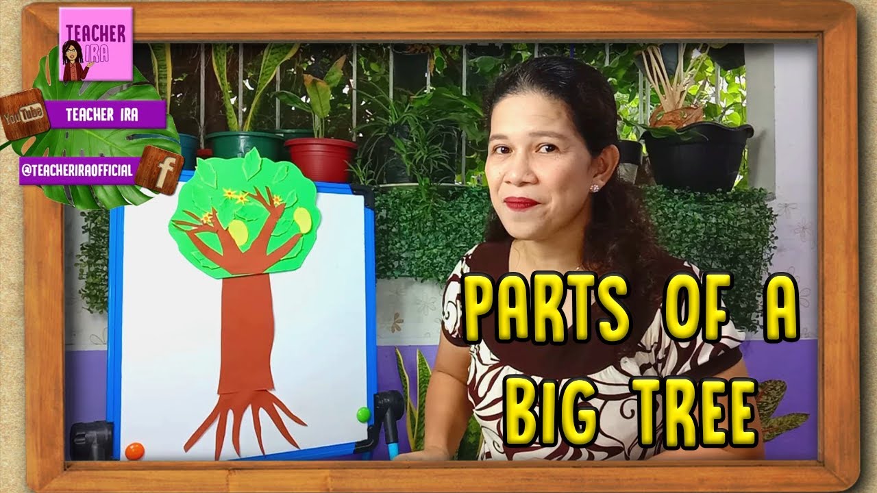 Parts of a Big Tree | Science for Kids | Teacher Ira