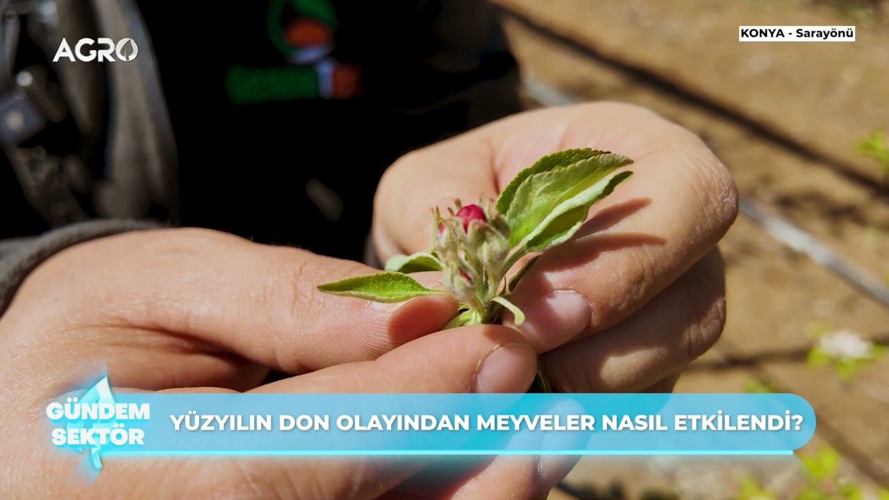 Zirai Don Olayını Meyve Bahçelerinde Yerinde İnceledik - Gündem Sektör Programı - AGRO TV