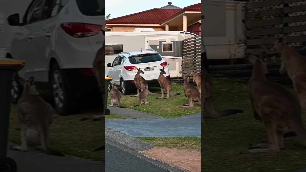 Man tapped a male kangaroo that put his claws around the neck of a female 🦘