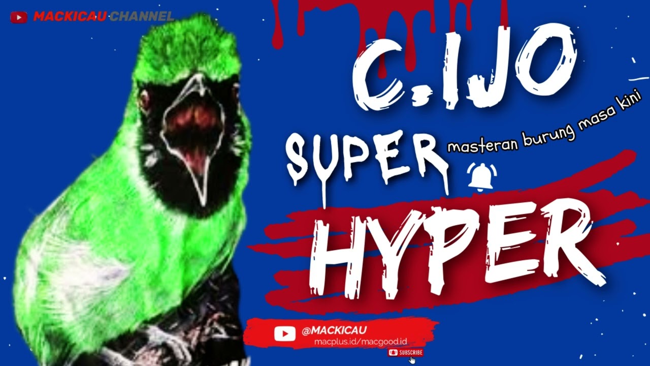 CUCAK IJO HYPER,MASTERAN BURUNG CUCAK IJO MASA KINI @mackicau
