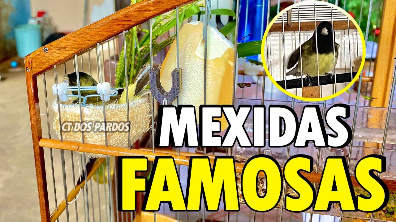 Mexidas que todo tipo de papa capim de pouca fêmea gosta! Teste já!