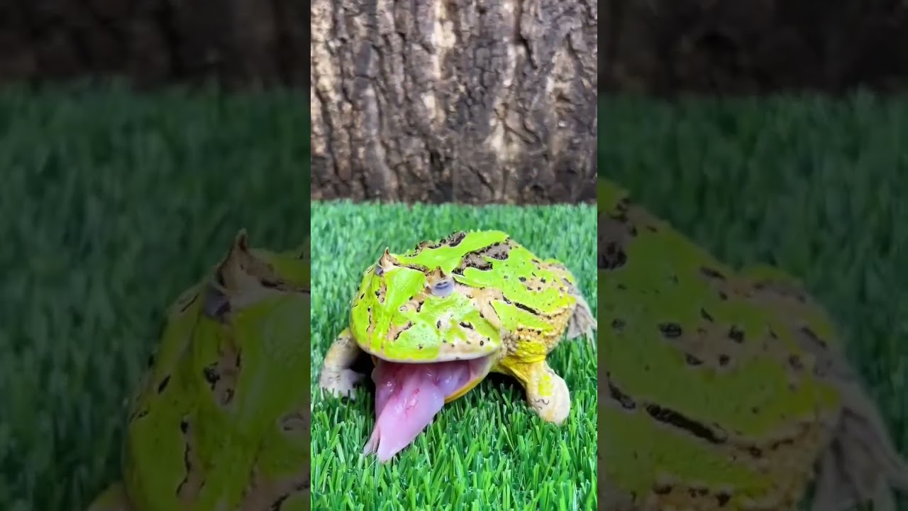 #froggy #avu'sreaction